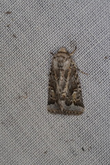 Proteuxoa florescens