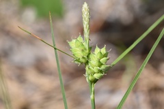 Carex tenax