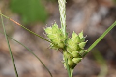 Carex tenax