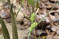 Carex tenax