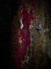 Hymenochaete sphaericola