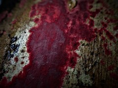 Hymenochaete sphaericola