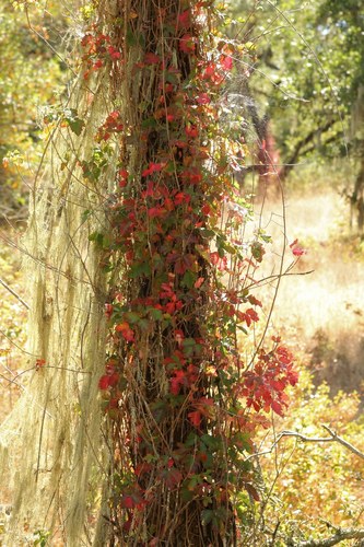 iNaturalist observation photo of Pacific poison oak