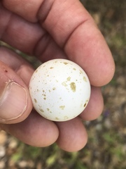 Callipepla californica