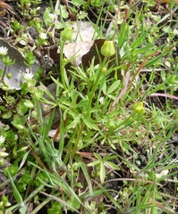 Ranunculus pedatus
