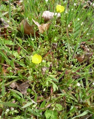 Ranunculus pedatus