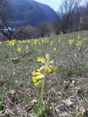 Primula veris