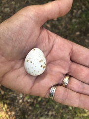 Callipepla californica