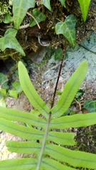 Polypodiodes