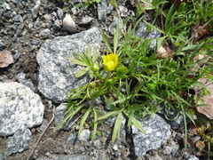 Ranunculus pedatus