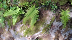 Polypodiodes