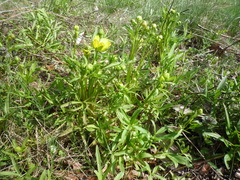 Ranunculus pedatus