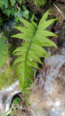 Polypodiodes
