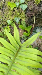 Polypodiodes