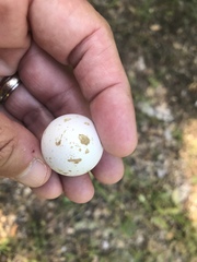 Callipepla californica