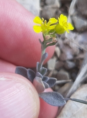 Alyssum montanum