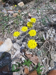 Alyssum montanum