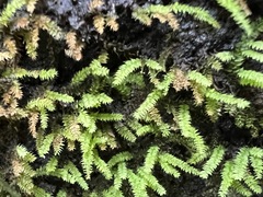 Racopilum cuspidigerum