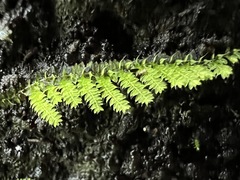 Racopilum cuspidigerum