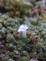 Veronica ciliolata ciliolata