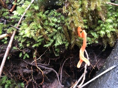 Clavulinopsis sulcata