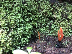 Clavulinopsis sulcata