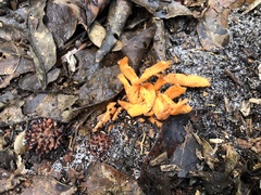 Clavulinopsis sulcata