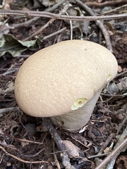 Calvatia holothurioides