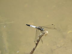 Orthetrum albistylum speciosum