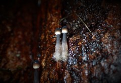 Mycena cystidiosa