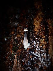 Mycena cystidiosa