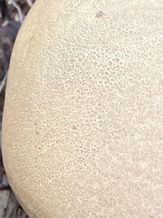 Calvatia holothurioides