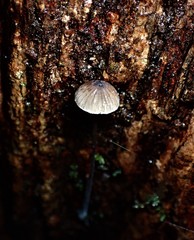 Mycena cystidiosa