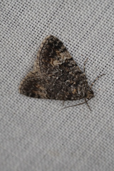 Dichromodes denticulata