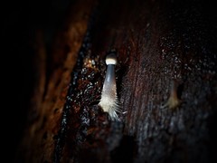 Mycena cystidiosa