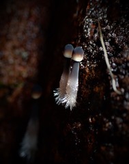 Mycena cystidiosa
