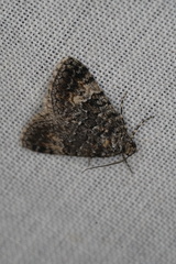 Dichromodes denticulata