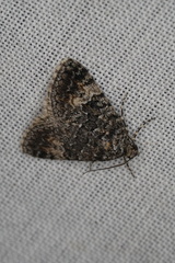 Dichromodes denticulata