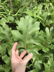 Silphium compositum compositum