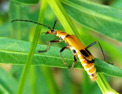 Chauliognathus discus