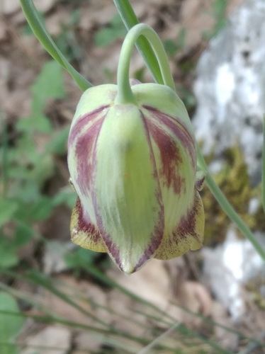 Fritillaria acmopetala, photograph 4