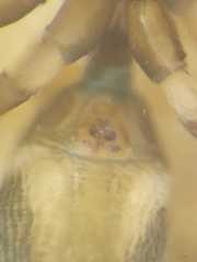 Myrmarachne jacksoni