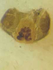 Myrmarachne jacksoni