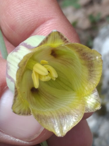 Image of Fritillaria acmopetala by (c) Ben Costamagna, some rights reserved (CC BY)