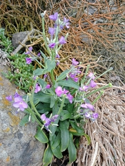 Matthiola incana incana