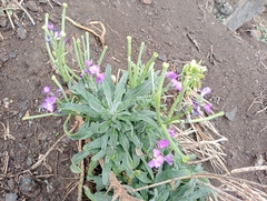 Matthiola incana incana