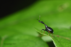 Cycnotrachelus cyanopterus