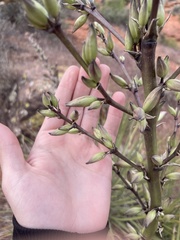 Yucca utahensis