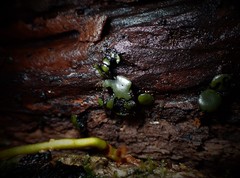 Chlorencoelia versiformis