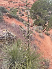 Yucca utahensis